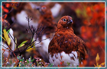 A Conference of Birds