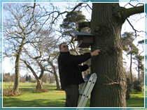 Owl box installation