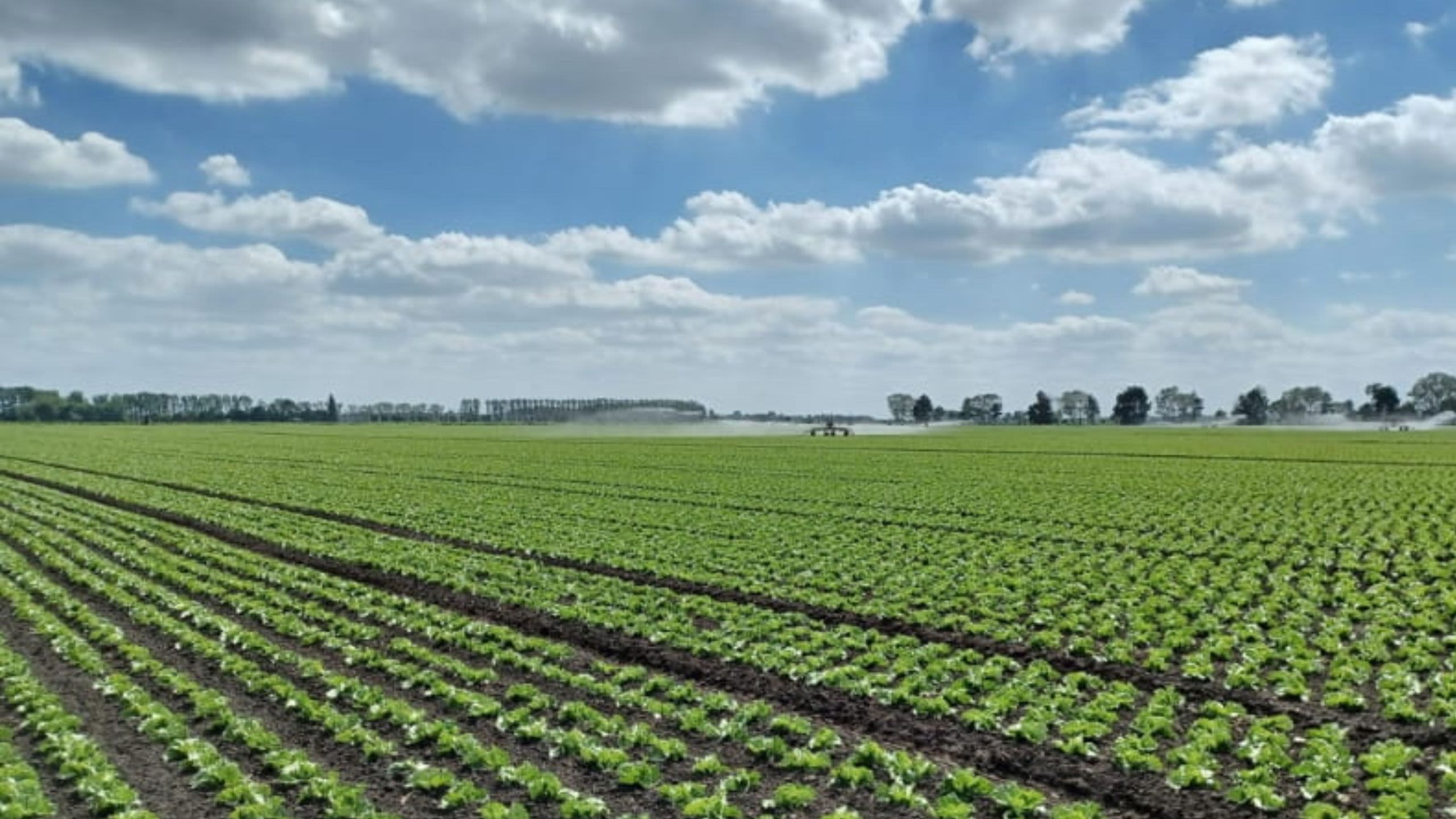Field of plants