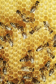 bees in the hive