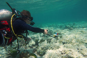 coral bleaching