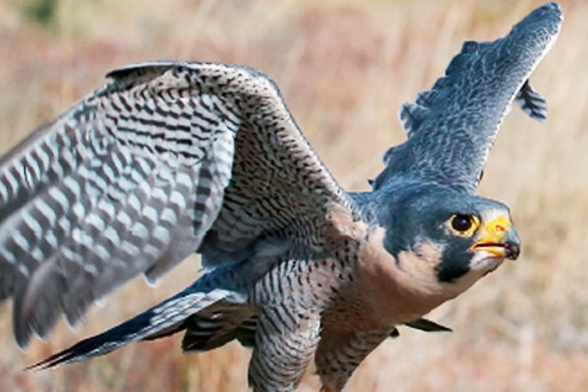 Peregrine