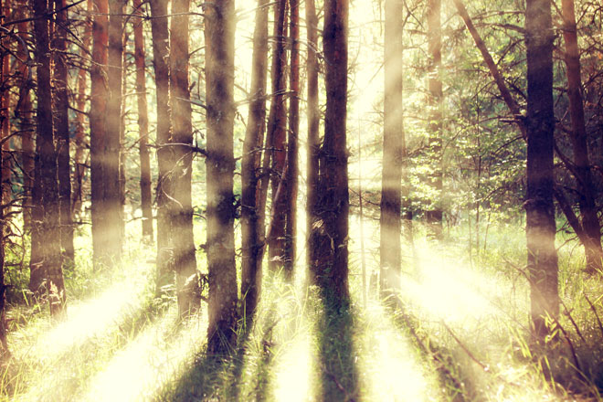 Trees